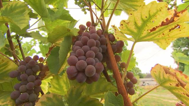 Vendanges : sans doute un grand millésime 