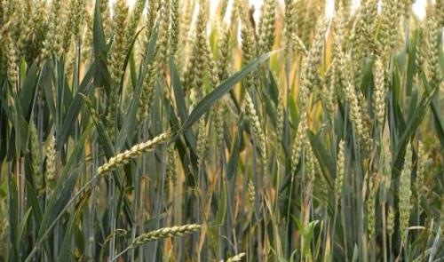 Vers une agriculture sans pesticides, c'est possible