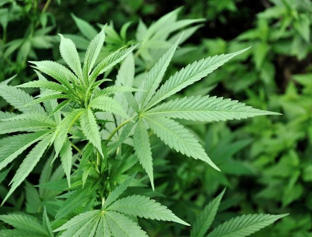 Visé : découverte d'une importante plantation de cannabis