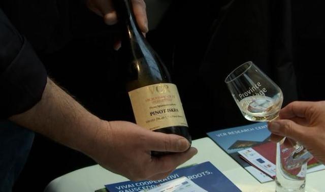 Viticulture: des cépages résistants et écologiques