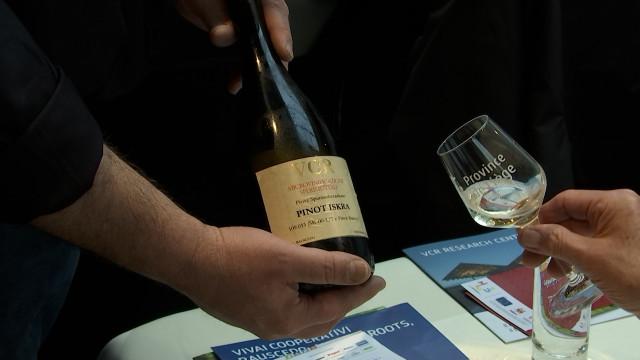 Viticulture: des cépages résistants et écologiques