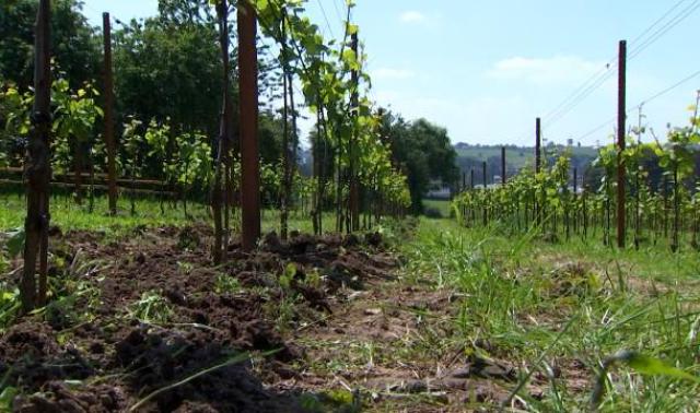 Vivardent met en évidence l'influence du sol sur le vin
