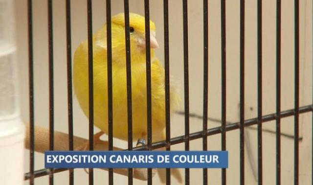 Waremme : le concours des plus beaux canaris