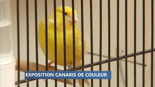 Waremme : le concours des plus beaux canaris