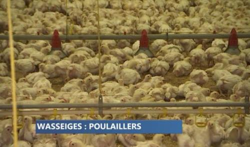 Wasseiges : l'extension d'un poulailler divise 
