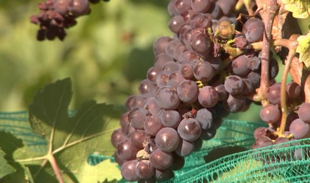 Vendanges sur les côteaux de la Légia.