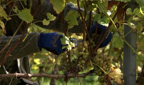Vendanges : baisse des rendements